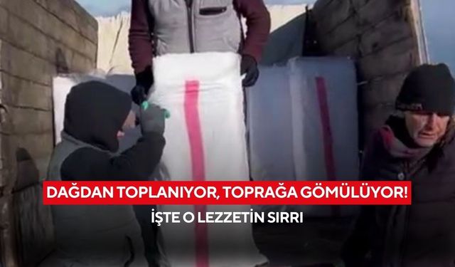 Dağdan toplanıyor, toprağa gömülüyor! Yazın sofraya geliyor