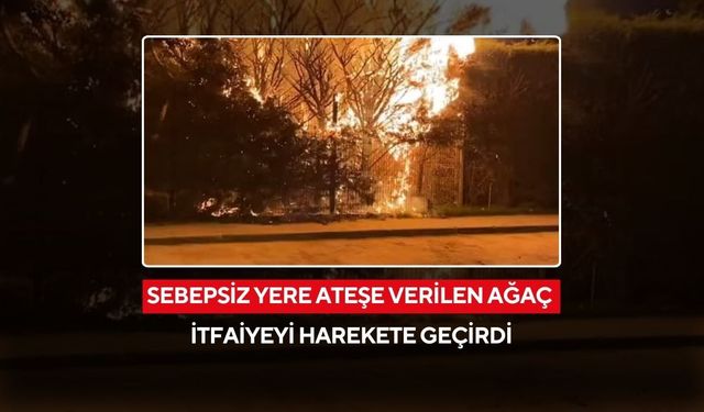 Gece yarısı alarm! Sebepsiz yere ateşe verilen ağaç itfaiyeyi harekete geçirdi