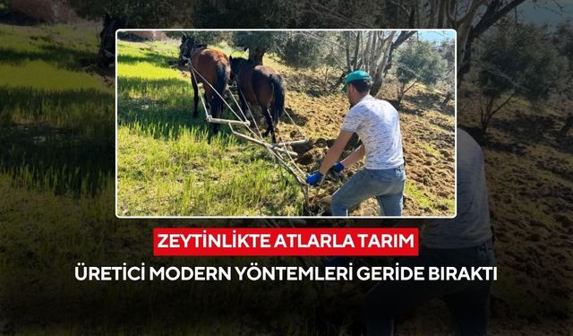 Geleneksel tarım yaşıyor... Modern teknolojiye karşı atların gücü...