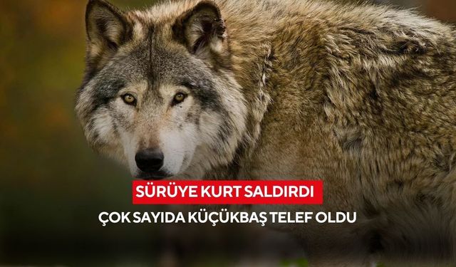Sürüye kurt saldırdı: Çok sayıda küçükbaş telef oldu