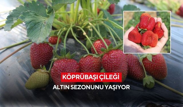 Köprübaşı çileği rekor fiyatta: Mart ayında kilosu 200 lira