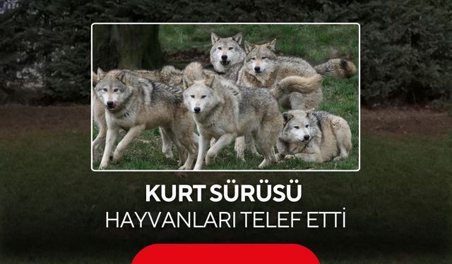 Çiftliğe giren kurt sürüsü hayvanları telef etti
