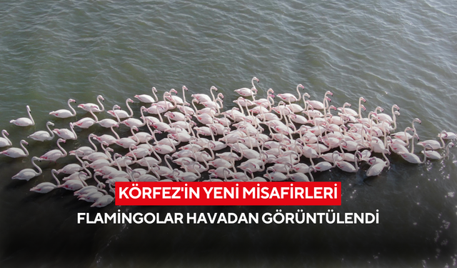Körfez'in yeni misafirleri: Sayıları 500'e yaklaşan flamingolar havadan görüntülendi