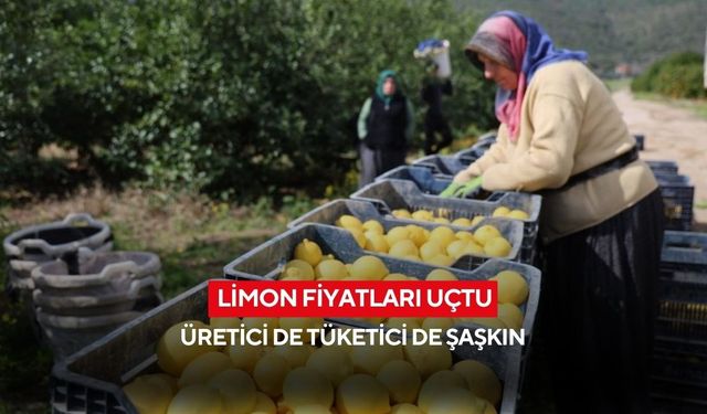 Limon altınla yarışıyor... Üretici fiyatı bir yılda yüzde 410 arttı, ithalat kapısı açıldı...