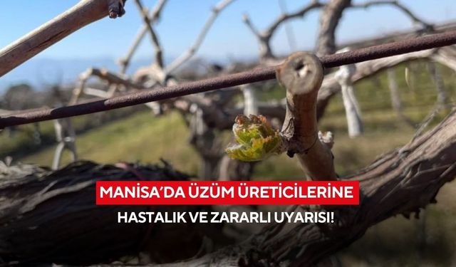Manisa’da üzüm üreticilerine hastalık ve zararlı uyarısı!