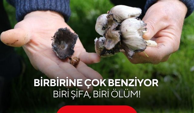 Birbirine çok benziyor: Biri şifa, biri ölüm!