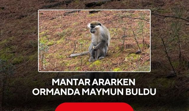Ormanda şaşırtan manzara: Mantar toplarken maymun buldu ...