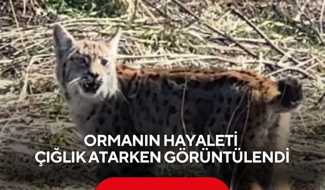 Nadir anlar... 'Ormanın hayaleti' bu kez sessizliğini bozdu