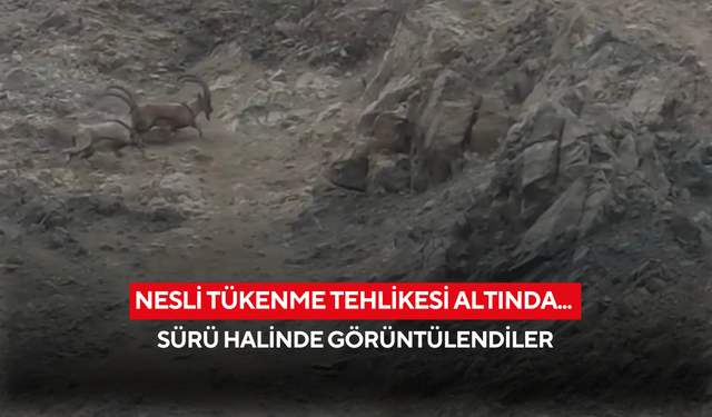 Nesli tükenme tehlikesi altında... Sürü halinde görüntülendiler