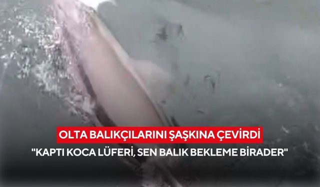 Olta balıkçılarını şaşkına çevirdi: Liman içinde avlanan yunus kamerada