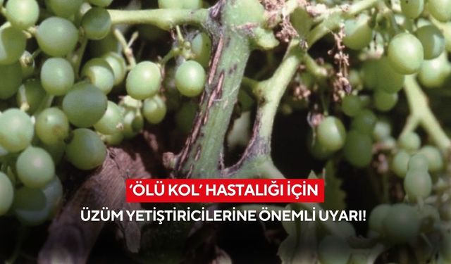 ‘Ölü kol’ hastalığı için üzüm yetiştiricilerine önemli uyarı!