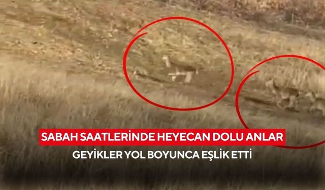 Sabah saatlerinde heyecan dolu anlar: Geyikler yol boyunca eşlik etti