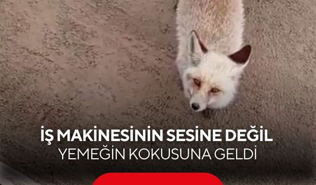 Şantiyenin davetsiz misafiri: İş makinesinin sesine değil, yemeğin kokusuna geldi