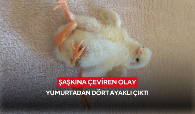 Köy sakinleri şaşkına döndü: Yumurtadan dört ayaklı çıktı