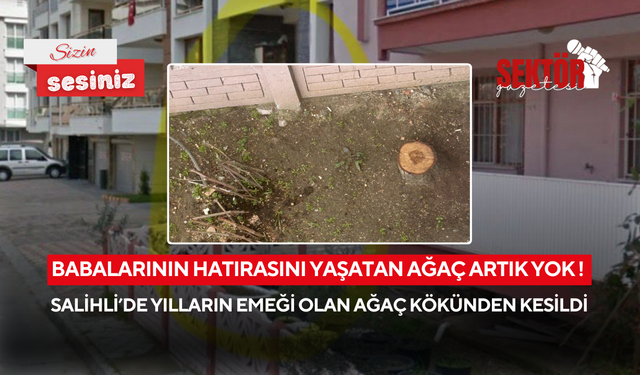 Babalarının hatırasını yaşatan ağaç artık yok ! Salihli’de yılların emeği olan ağaç kökünden kesildi