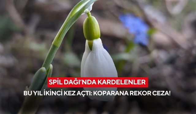 Spil Dağı’nda kardelenler bu yıl ikinci kez açtı: Koparana rekor ceza!