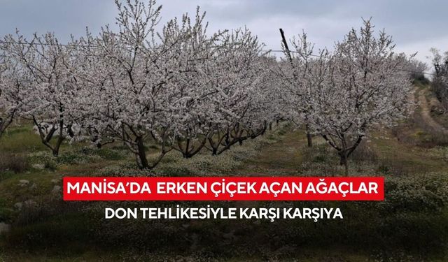 Manisa’da erken açan ağaçlara don alarmı