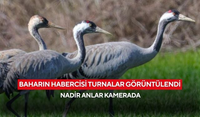 Baharın müjdecisi turnalar görüntülendi