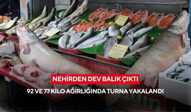 Balıkçılar nehirde dev turna yakaladı