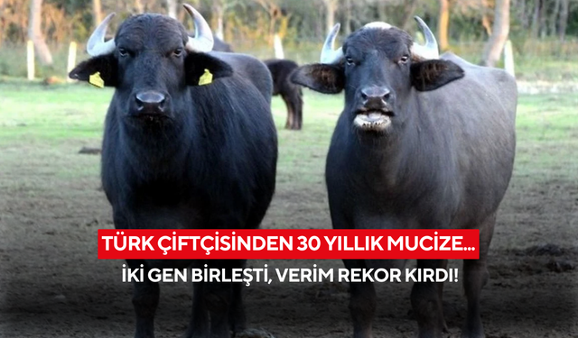 Türk çiftçisinden 30 yıllık mucize... İki gen birleşti, verim rekor kırdı!