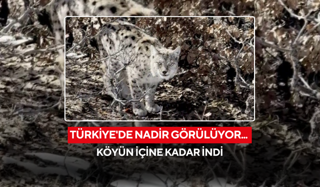 Türkiye'de nadir görülüyor... Köyün içine kadar indi