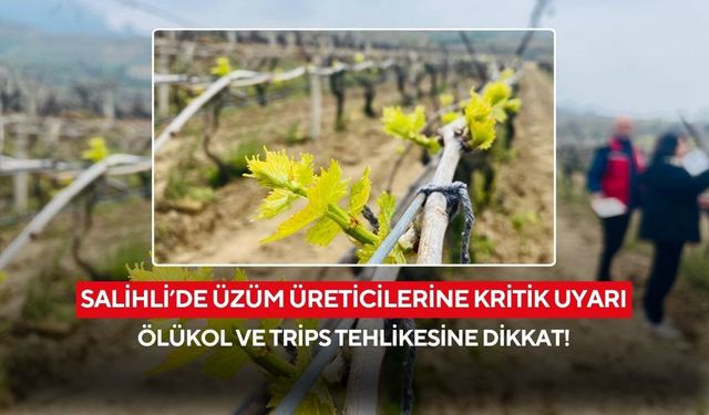 Salihli’de üzüm üreticilerine hayati uyarı: Yağışlar Ölükol riskini artırdı!