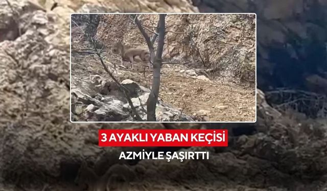 3 ayaklı yaban keçisi azmiyle şaşırttı