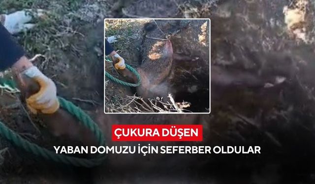 Çukura düşen yaban domuzu için seferber oldular