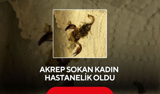 Akrep sokan kadın hastanelik oldu