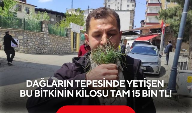 Altınla yarışıyor! Dağların tepesinde yetişen bu bitkinin kilosu tam 15 bin TL