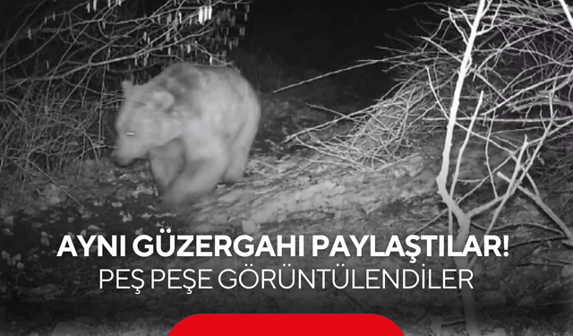 Aynı güzergahı paylaştılar! Kurt, ayı ve domuz peş peşe görüntülendi