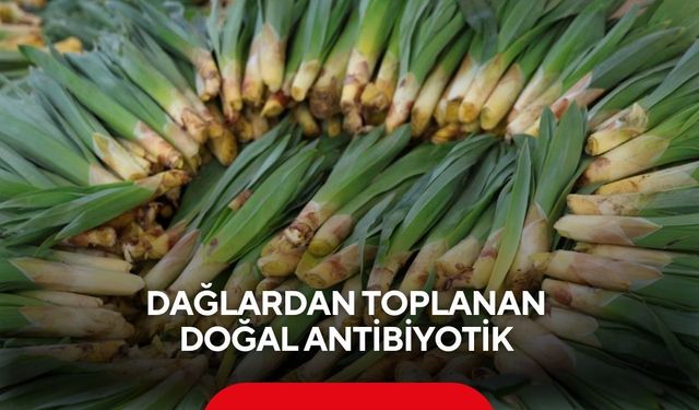Dağlardan toplanan doğal antibiyotik, doğal şifacı