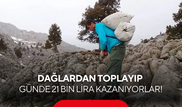 Dağlarda kendi kendine yetişiyor: Kilosu 300 TL, günlük kazancı dudak uçuklatıyor