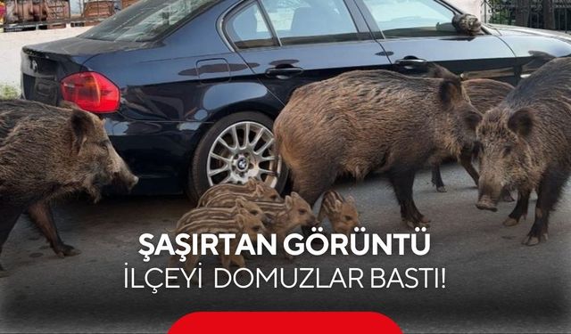 İlçede tehlike büyüyor: Yaban domuzları parkta kedilerle birlikte beslendi
