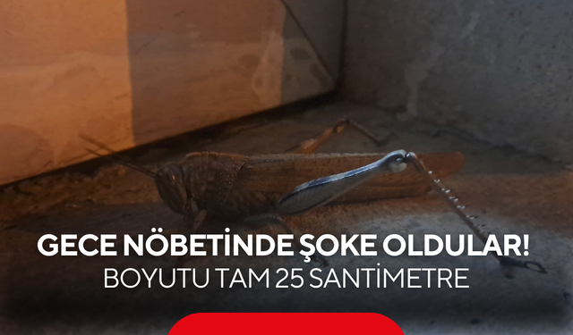 Gece nöbetinde şoke eden ziyaretçi! Boyutu tam 25 santimetre