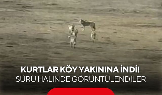 Kurtlar köy yakınına indi! Sürü halinde görüntülendiler