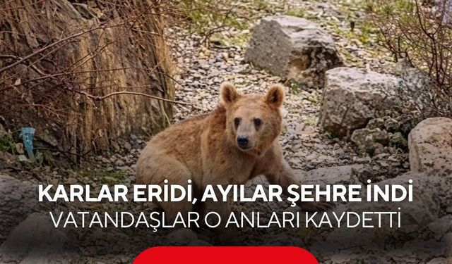Karlar eridi, ayılar şehre indi: Vatandaşlar o anları kaydetti