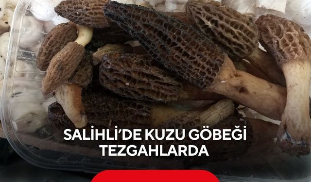 Salihli’de Kuzu göbeği tezgahlarda