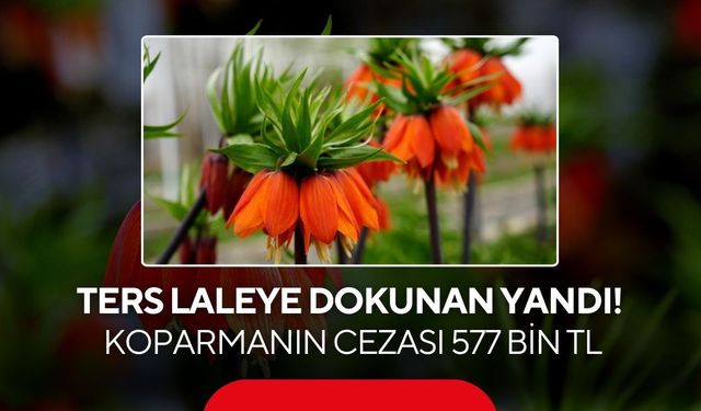 Ters laleye dokunan yandı! Koparmanın cezası 577 bin TL