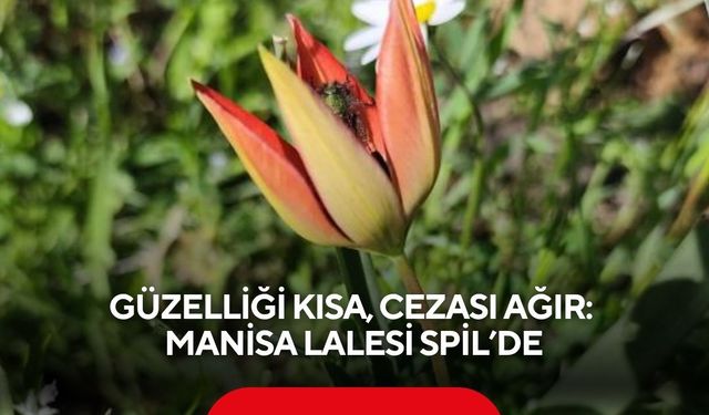 Güzelliği kısa, cezası ağır: Manisa lalesi Spil’de
