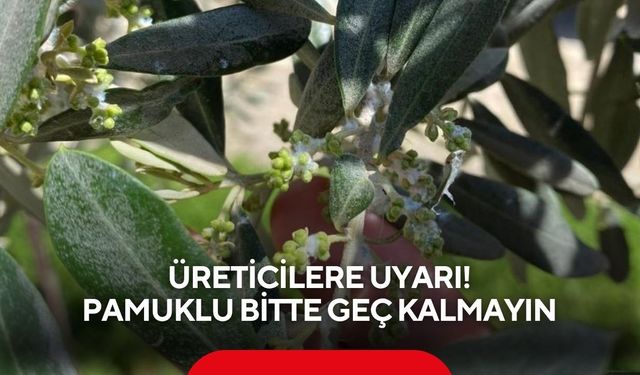 Tarım ekiplerinden üreticilere uyarı! Pamuklu bitte geç kalmayın