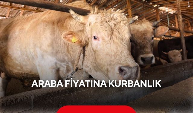 ‘Paşa’ sahneye çıktı... Kurbanlık boğa neredeyse araba parası...