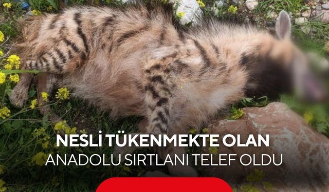 Nesli tükenmekte olan Anadolu Sırtlanı araç çarpmasıyla telef oldu