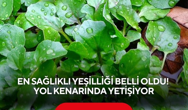 Dünyanın en sağlıklı yeşilliği belli oldu! Yol kenarında yetişiyor
