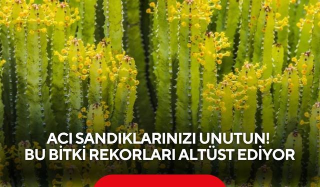 Acı Sandıklarınızı Unutun! Bu bitki rekorları altüst ediyor
