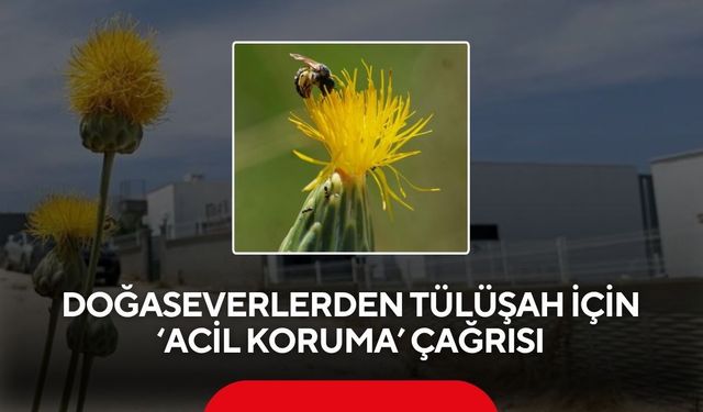 Doğaseverlerden Tülüşah için "acil koruma" çağrısı