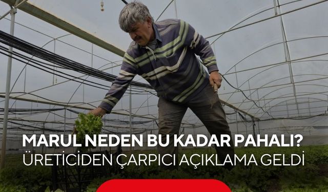Tarlada 15 TL, tezgahta 100 TL! Marulda büyük farkın sebebi ne?