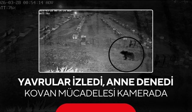 Yavrular izledi, anne denedi... Ayı ailesinin kovan mücadelesi kamerada