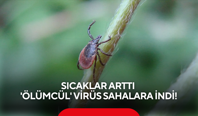 Yazın korkulu rüyası geri döndü: 21 yaşındaki gencin ölümü sonrası alarm verildi!