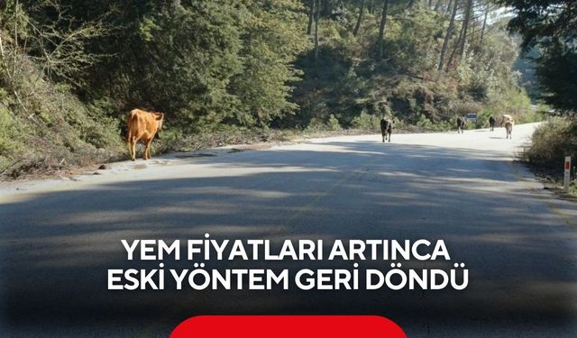 Yem fiyatları artınca eski yöntem geri döndü: Salma besicilik yükselişte